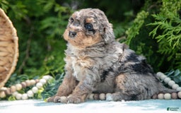 Mini Bernedoodle dogs for sale: Kendra - Image 5