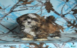 Shih Tzu dogs for sale: Roxy - Image 5