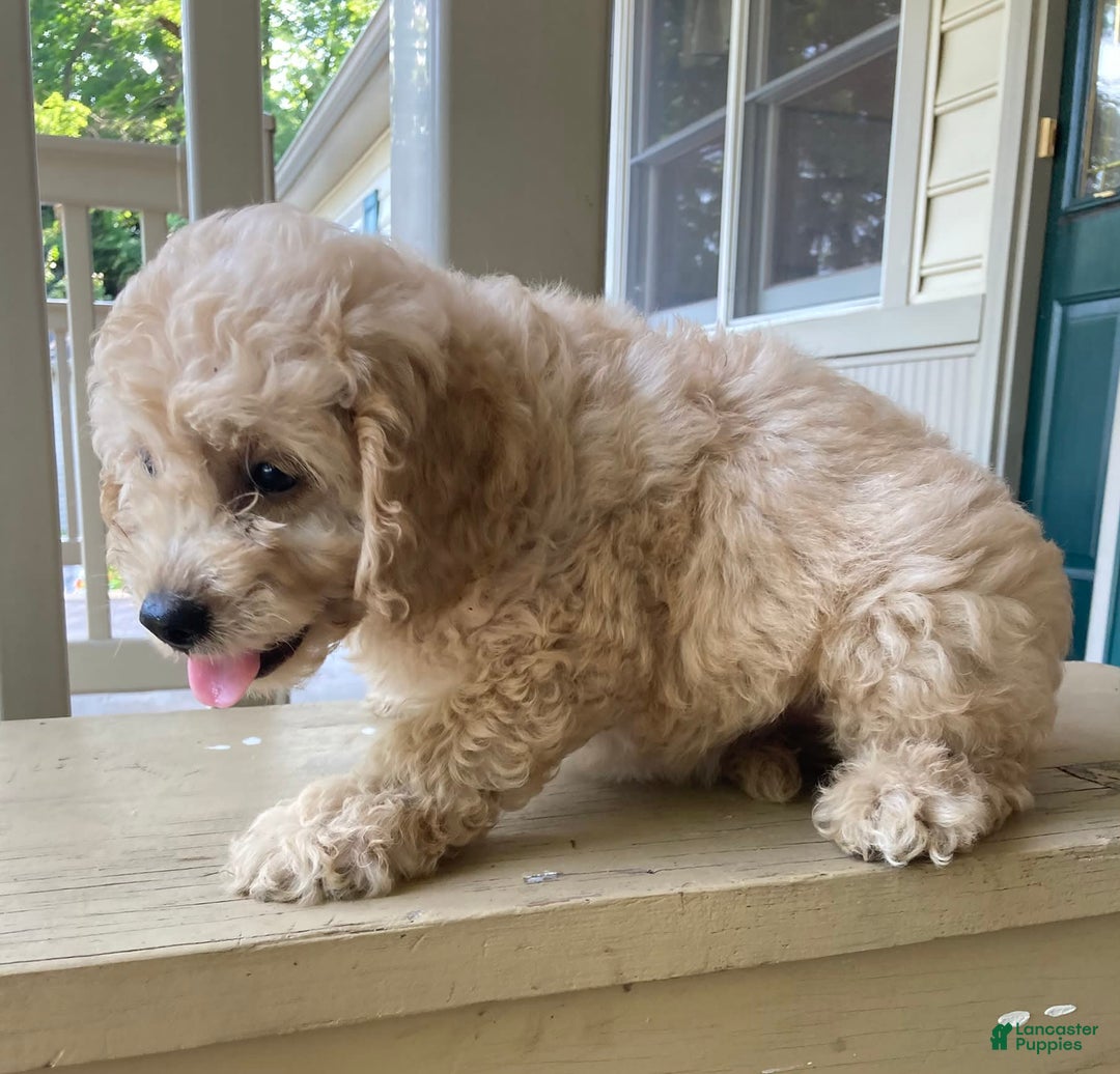 Labradoodle dogs for sale: Maxwell - Image 9