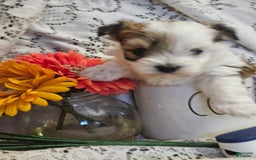 Yorkshire Terrier dogs for sale: Romeo - Image 11