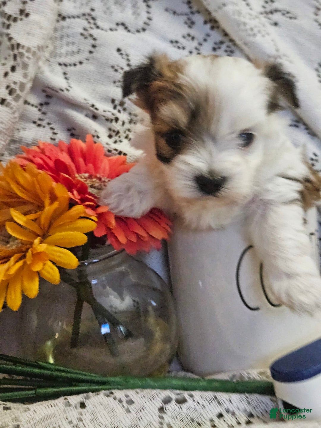 Yorkshire Terrier dogs for sale: Romeo - Image 11