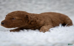 Toy Poodle dogs for sale: Maple Rose - Image 1