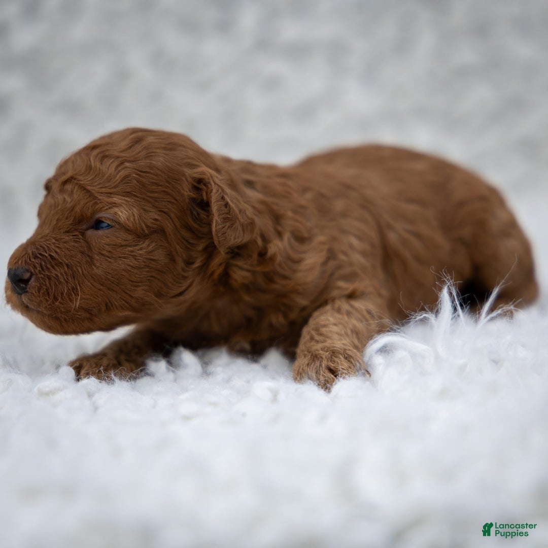 Toy Poodle dogs for sale: Maple Rose - Image 1