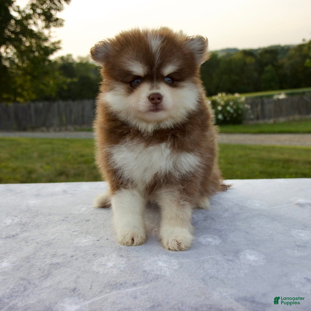 Pomsky dogs for sale: Ramsey - Image 9