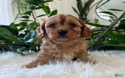 Cavapoo dogs for sale: Mason - Image 5