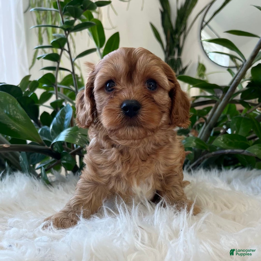 Cavapoo dogs for sale: Mason - Image 5