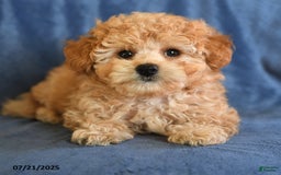 Maltipoo dogs for sale: Duane - Image 5