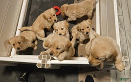 Golden Retriever dogs for sale: Golden Retriever - Image 16