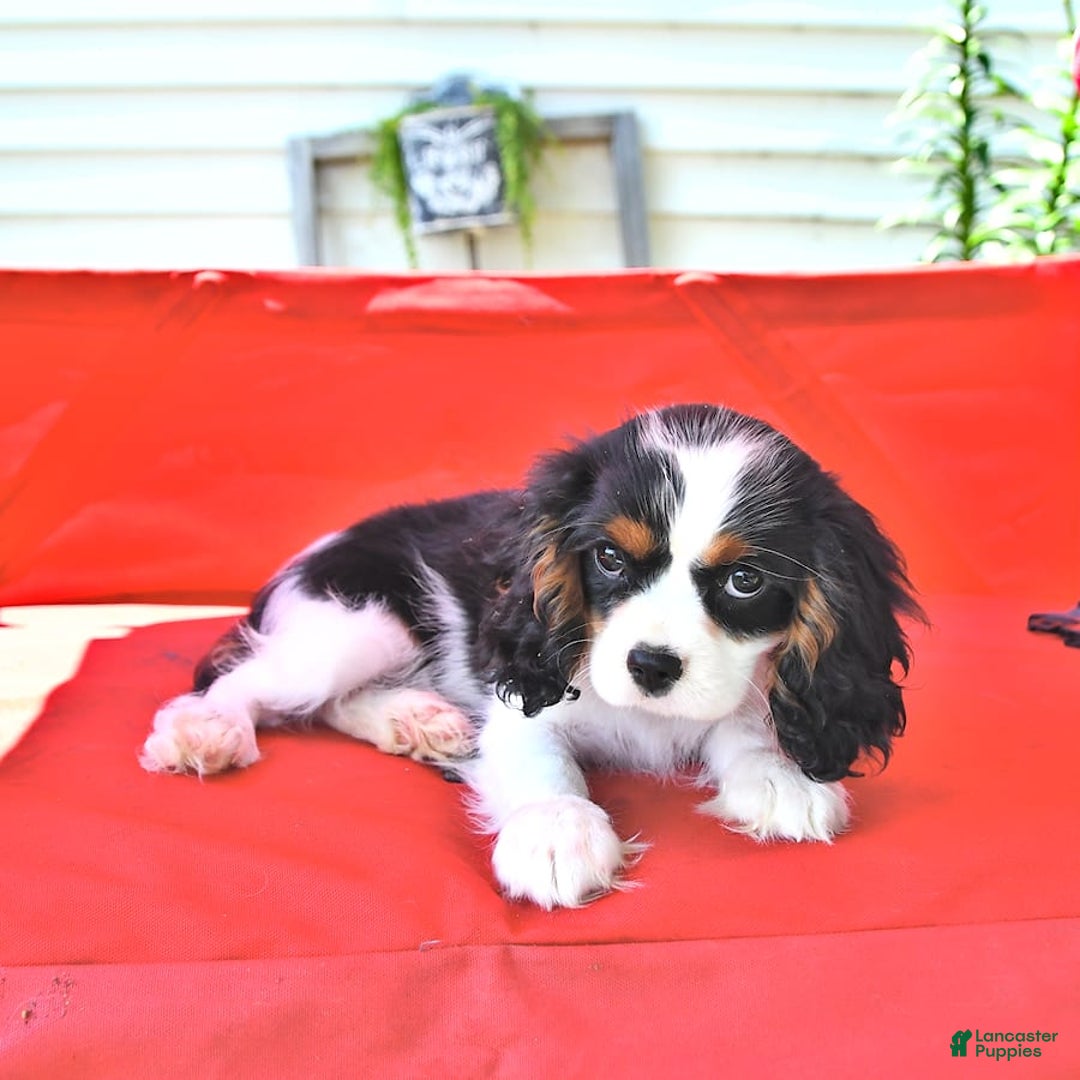 Cavalier King Charles Spaniel dogs for sale: Lilly - Image 9