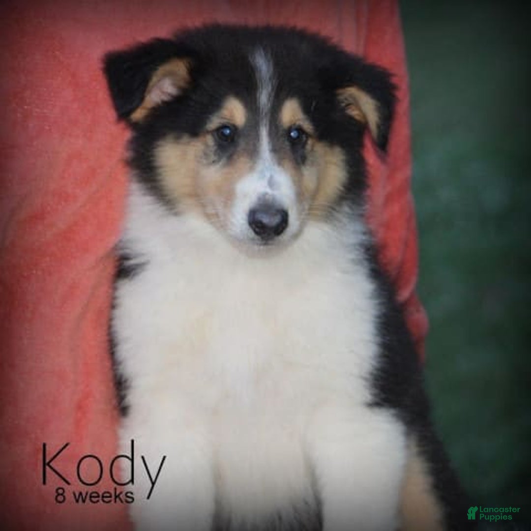 categoriesInfo:categoryAttributeOptions.pets.dogs.breed.roughCollie dogs for sale: Kody - Image 5