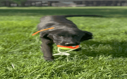 Labrador Retriever dogs for sale: Pablo - Image 3