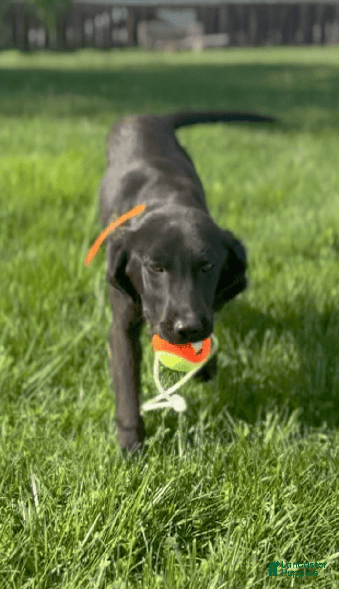 Labrador Retriever dogs for sale: Pablo - Image 3
