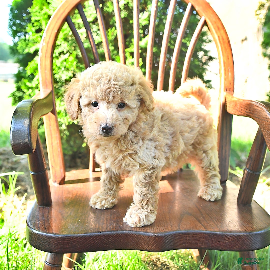 Mini Goldendoodle dogs for sale: Mia - Image 4