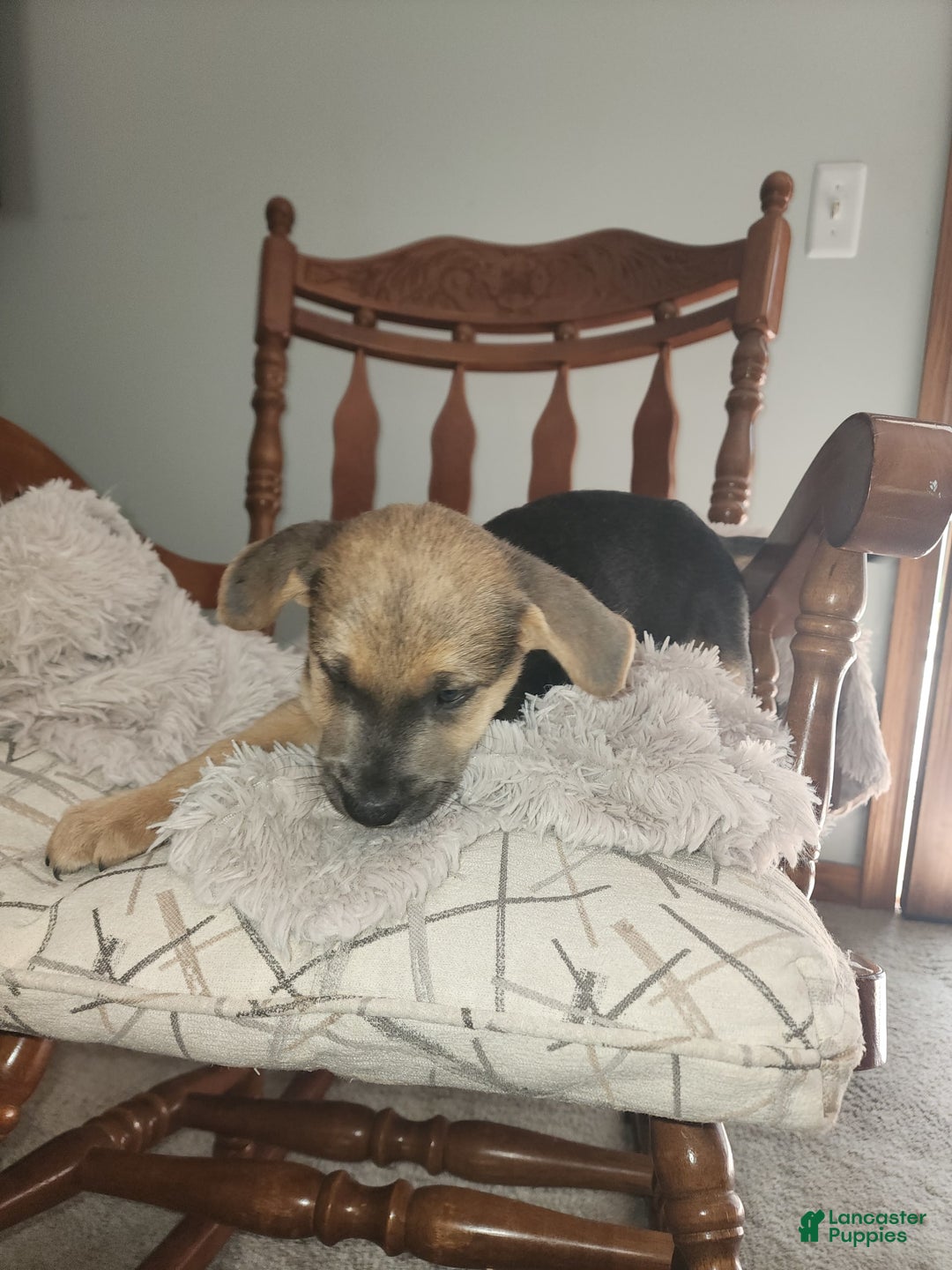 German Shepherd dogs for sale: Gray - Image 2