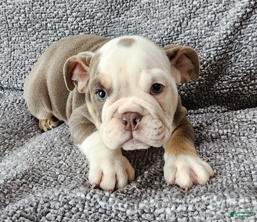 English Bulldog dogs for sale: Gatski - Image 3