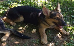 German Shepherd dogs for sale: Heidi - Image 20
