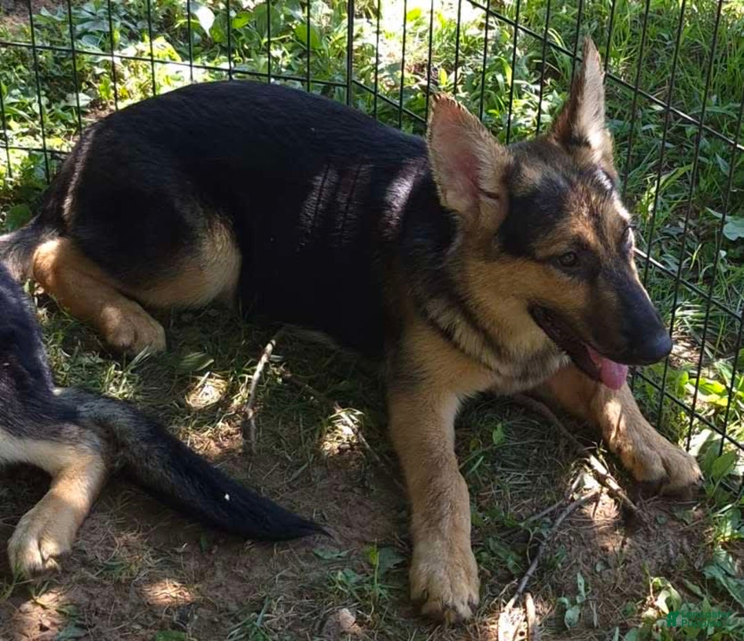 German Shepherd dogs for sale: Heidi - Image 20