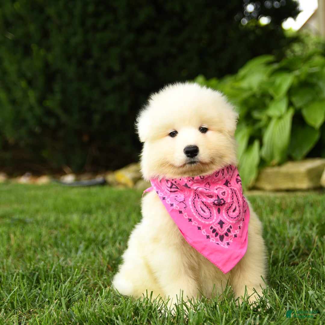 Samoyed dogs for sale: Lavendar - Image 3