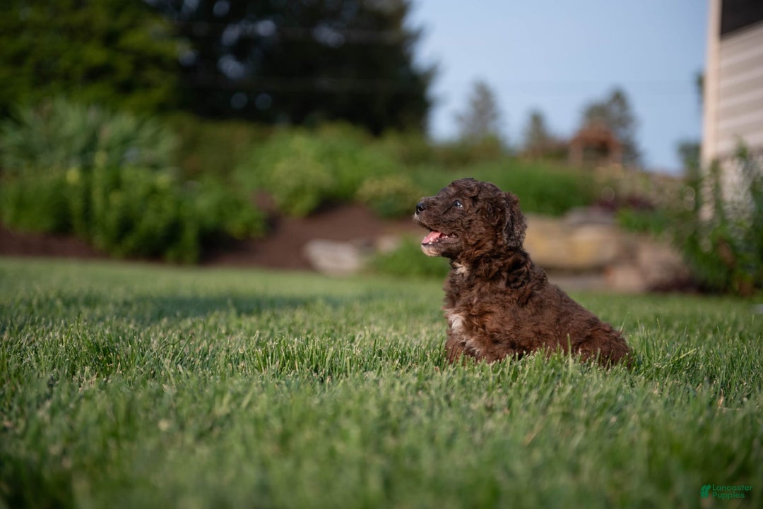 Goldendoodle dogs for sale: Janet - Image 11