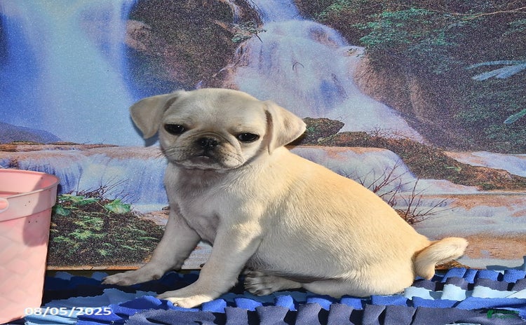 Pug dogs for sale - Ad 5