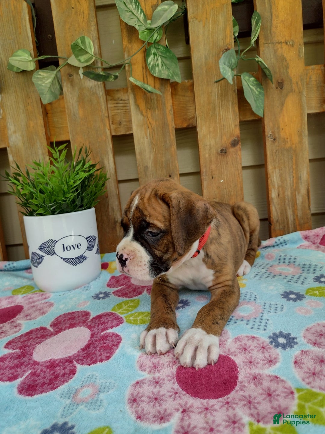 Boxer dogs for sale: Rocket - Image 11