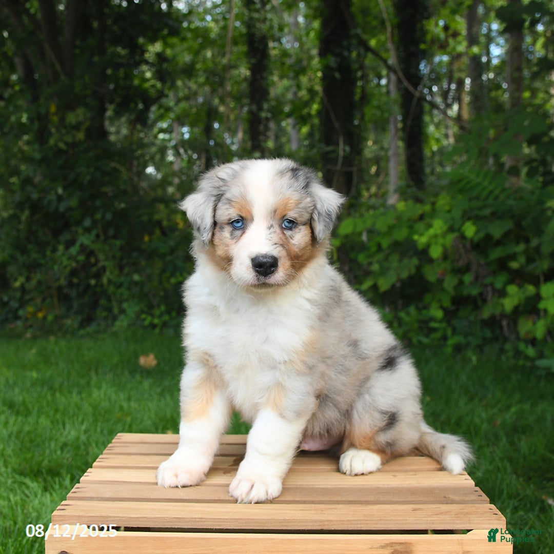 Australian Shepherd dogs for sale: Jasper - Image 3