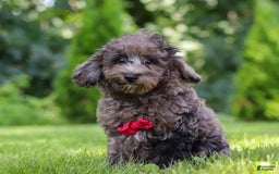 Miniature Poodle dogs for sale: Miniature Poodle 2 puppies - Image 2