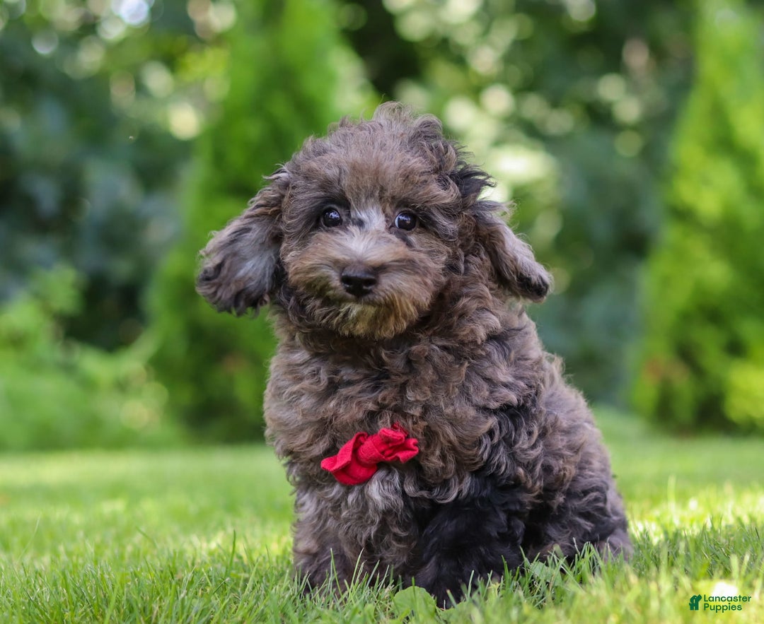 Miniature Poodle dogs for sale: Miniature Poodle 2 puppies - Image 2