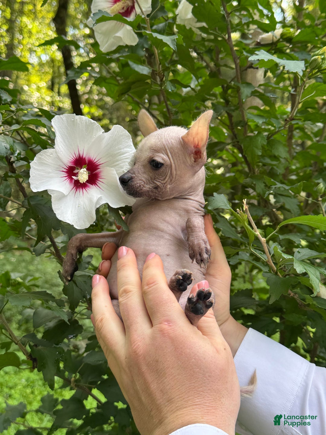 Chihuahua dogs for sale: Splinter - Image 7