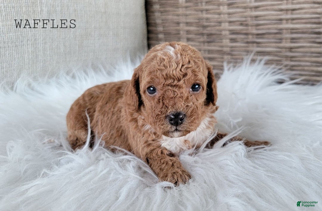 Maltipoo dogs for sale: WAFFLES - Image 2