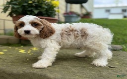 Cavapoo dogs for sale: Freddie - Image 5