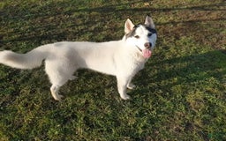 Siberian Husky dogs for sale: Bayne - Image 3