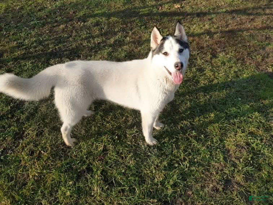 Siberian Husky dogs for sale: Bayne - Image 3