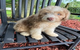 Mini Aussiedoodle dogs for sale: Sunny - Image 19
