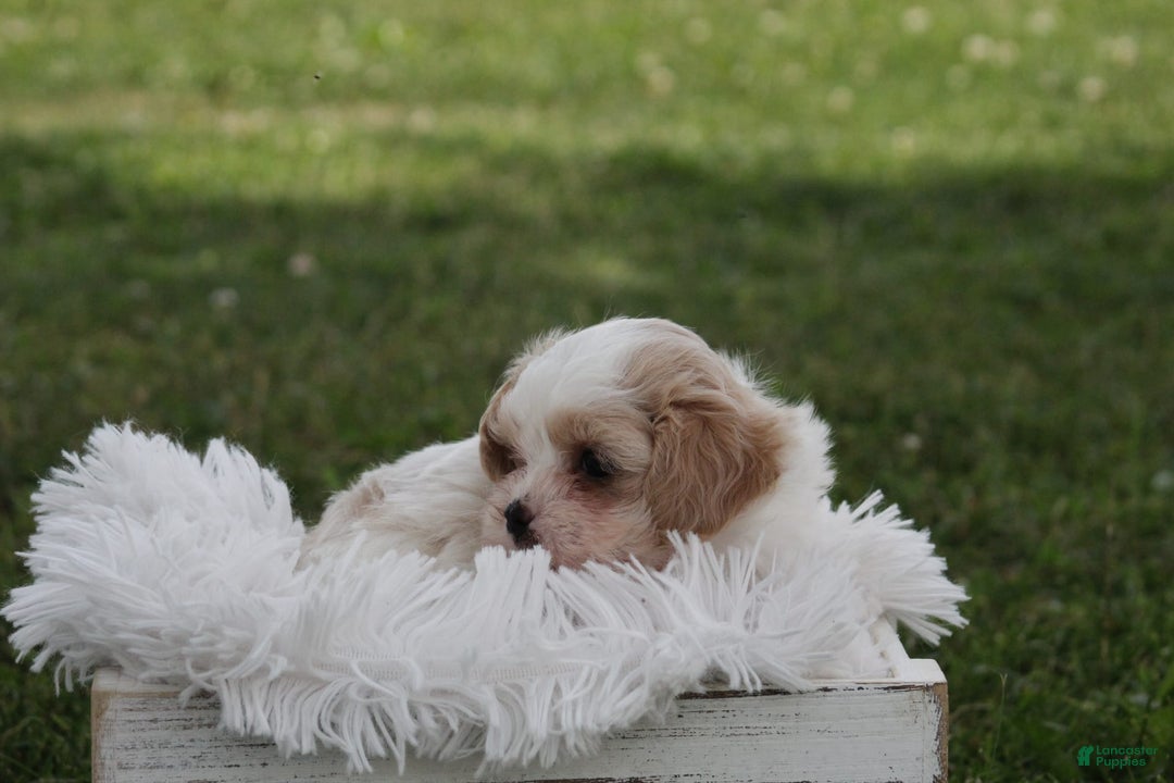 Maltese dogs for sale: Teddy - Image 2