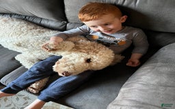 Labradoodle dogs for sale: Jack - Image 2