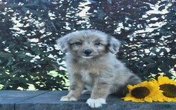 Aussiedoodle dogs for sale: West - Image 1