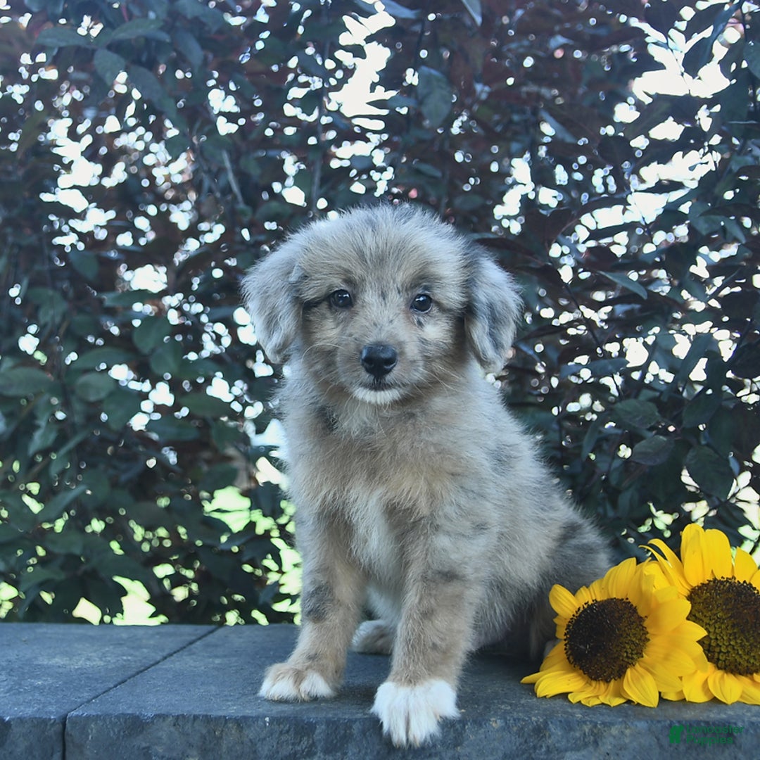 Aussiedoodle dogs for sale: West - Image 1