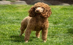 Miniature Poodle dogs for sale: Colette - Image 18
