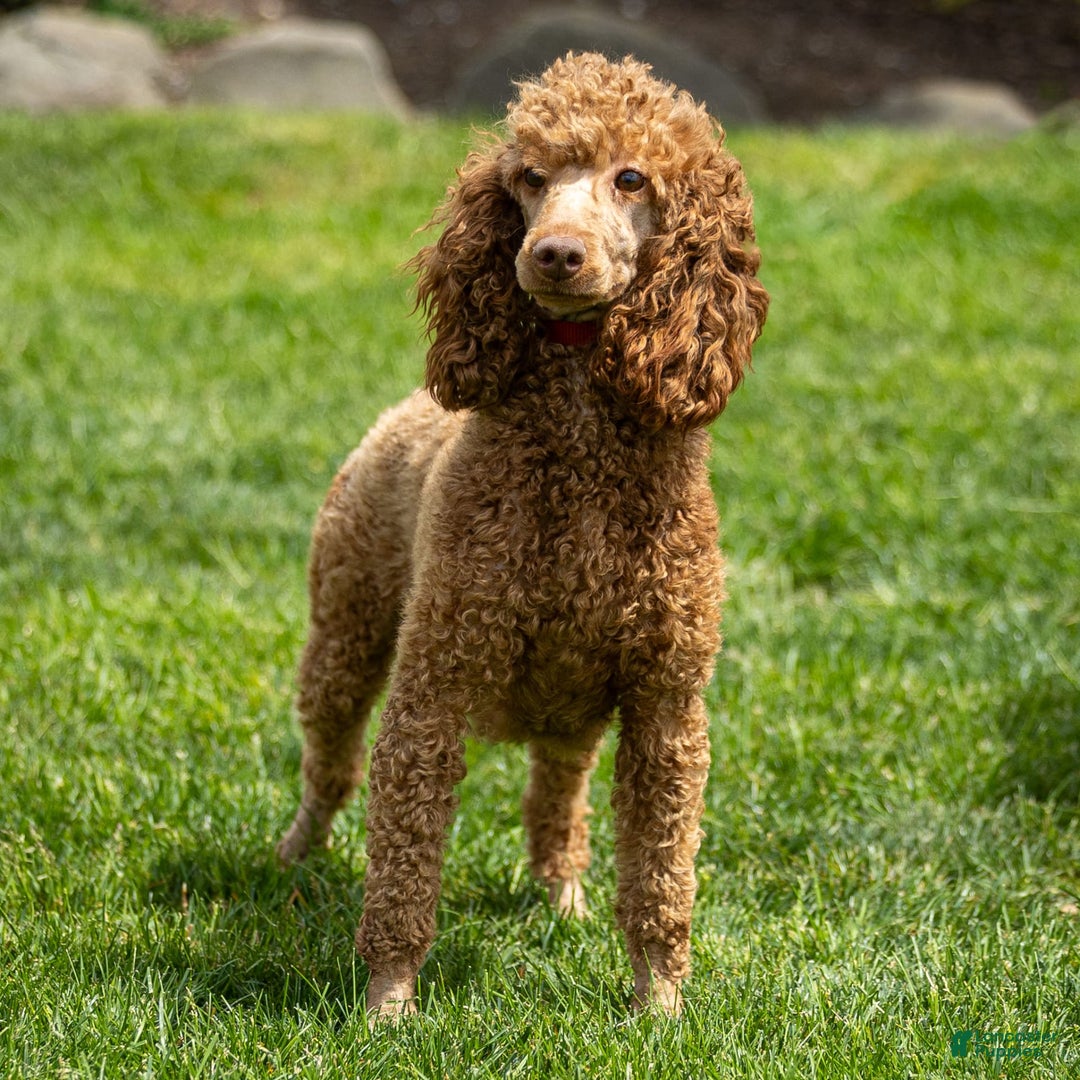Miniature Poodle dogs for sale: Colette - Image 18