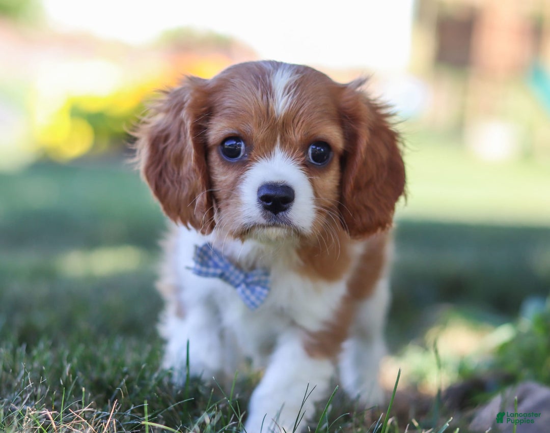 Cavalier King Charles Spaniel dogs for sale: Winston - Image 5
