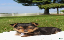 Yorkshire Terrier dogs for sale: Koda - Image 5
