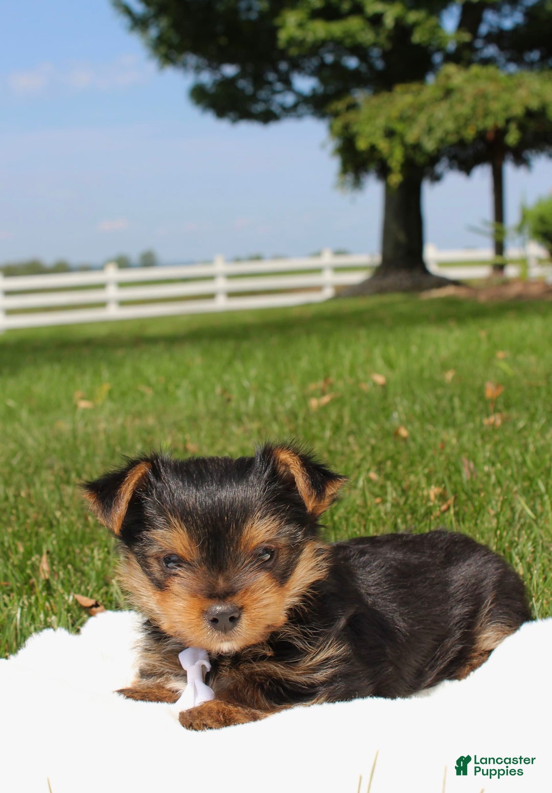 Yorkshire Terrier dogs for sale: Koda - Image 5