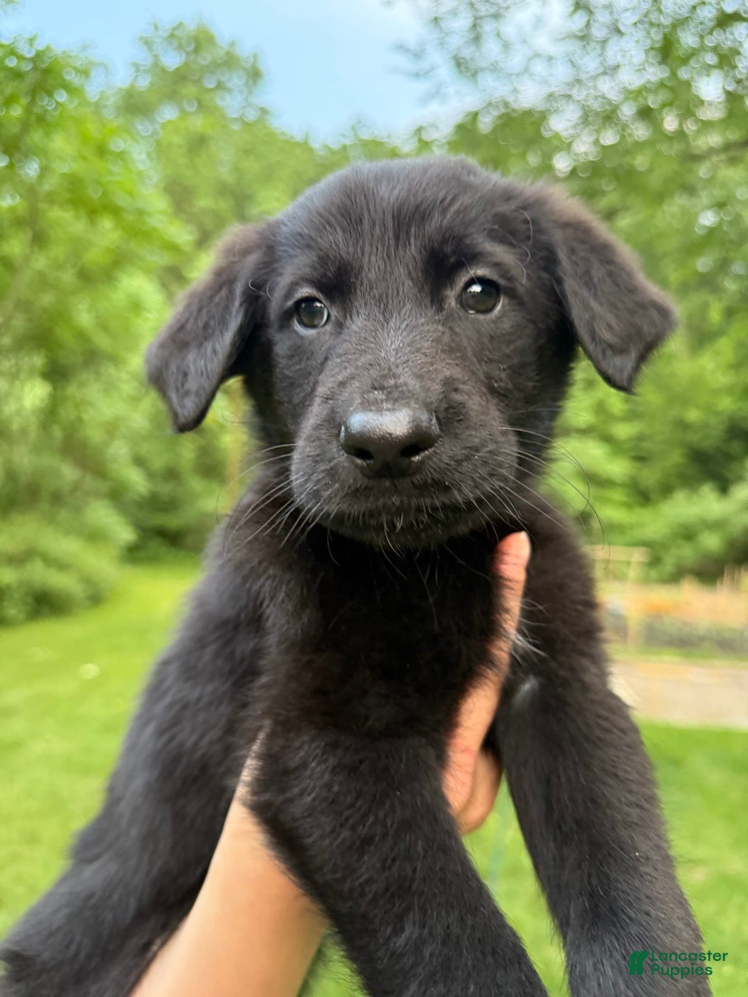 German Shepherd dogs for sale: Jax - Image 5