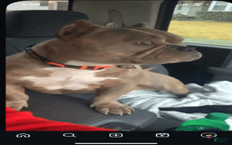 American Bully dogs for sale: Jack - Image 7