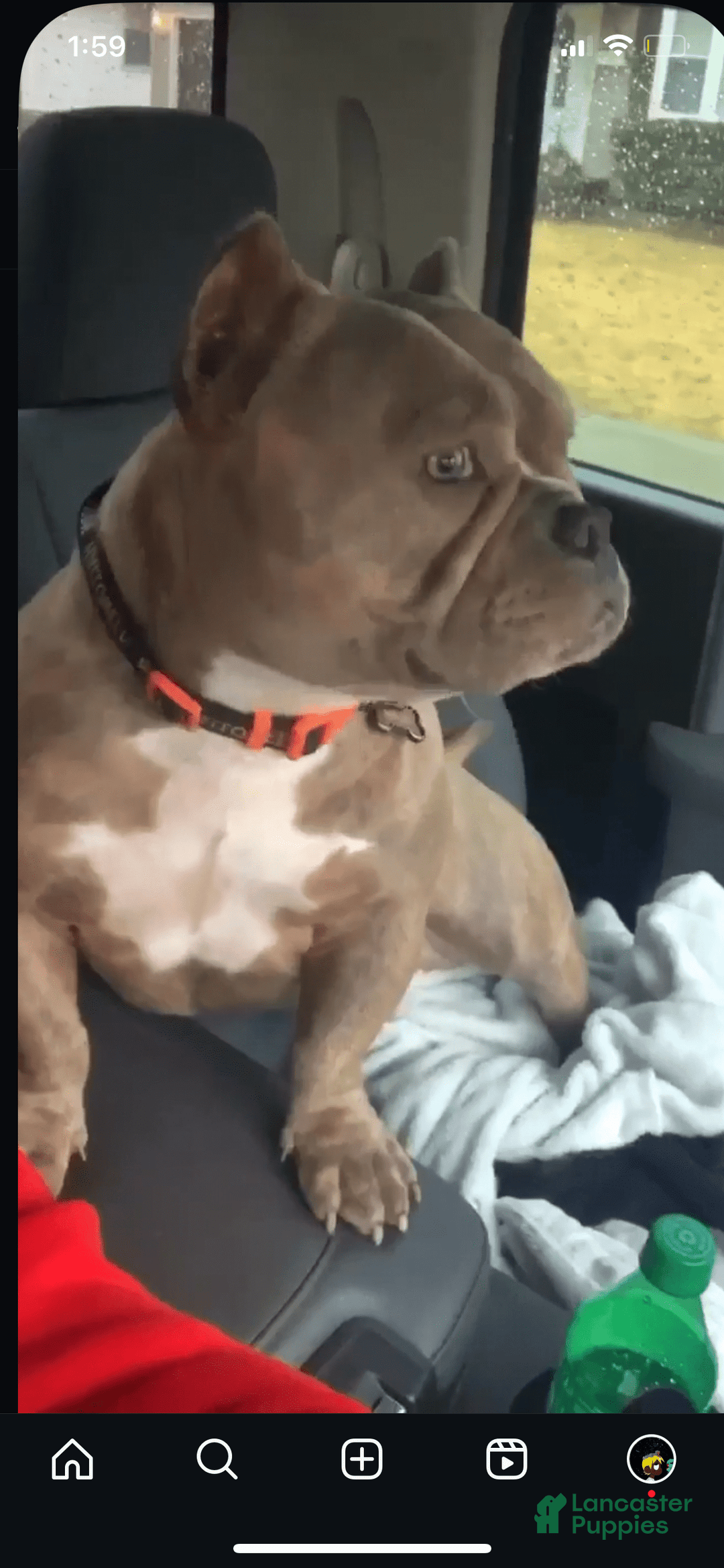 American Bully dogs for sale: Jack - Image 7