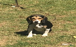 Boston Terrier dogs for sale: Ginger - Image 4