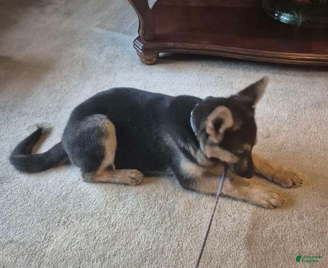 German Shepherd dogs for sale: Heidi - Listing for pets: Heidi - Image 4