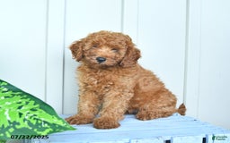 Mini Goldendoodle dogs for sale: Montana - Image 6
