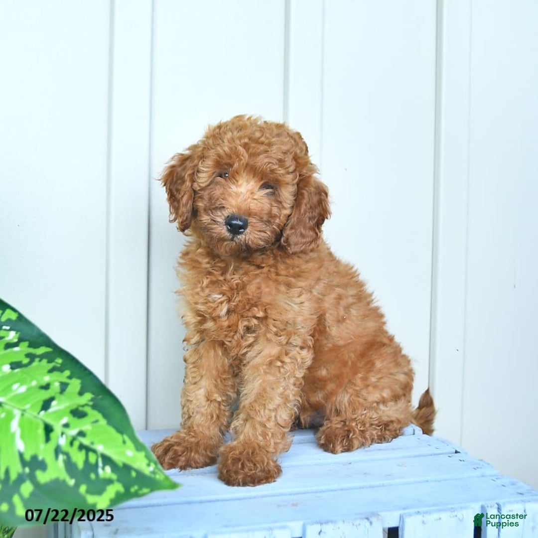 Mini Goldendoodle dogs for sale: Montana - Image 6